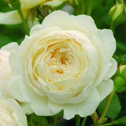 Rose 'Claire Austin'